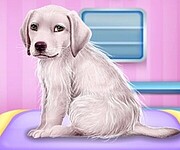 Labrador at the Doctor Salon