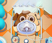 Animal Daycare